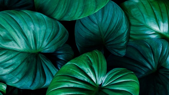 Image light, plant, green, botany, Natural material