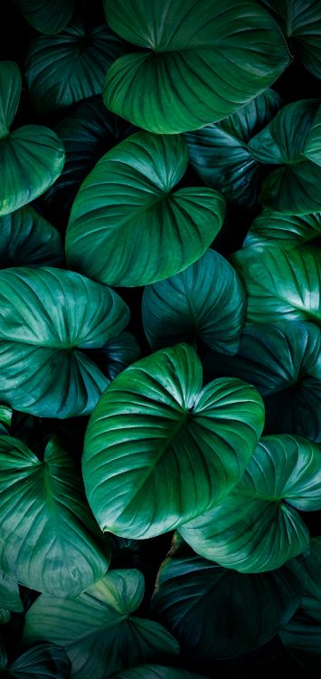 Lumière, Green, Botanique, Matière Naturelle, Couvre-sol. Wallpaper in 1420x3000 Resolution