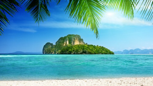 Image green palm tree on white sand beach during daytime