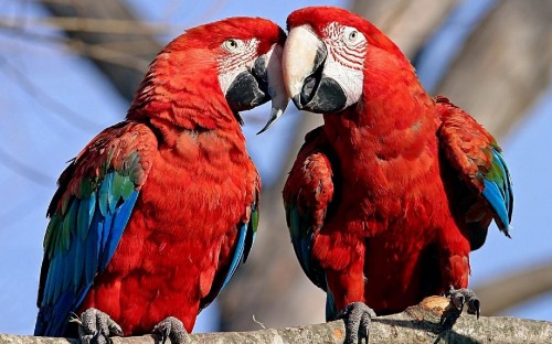 Image red blue and yellow macaw