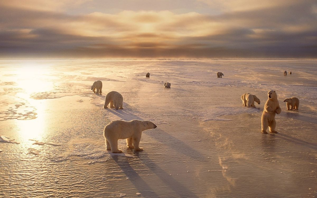 北极熊, 冷静, 沙, 野生动物, 北极 壁纸 5120x3200 允许