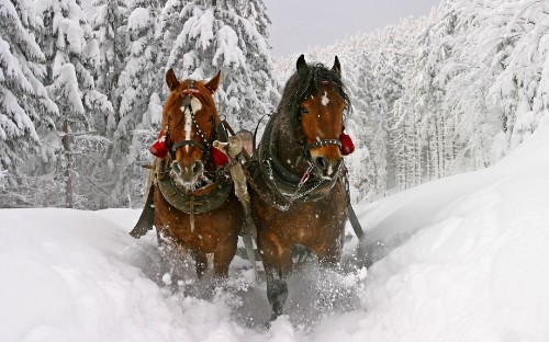 Image brown horse on snow covered ground during daytime