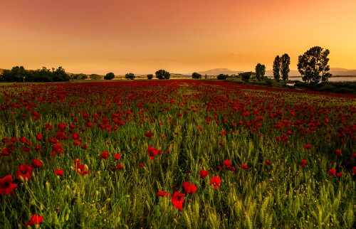 Image red flower field during sunset