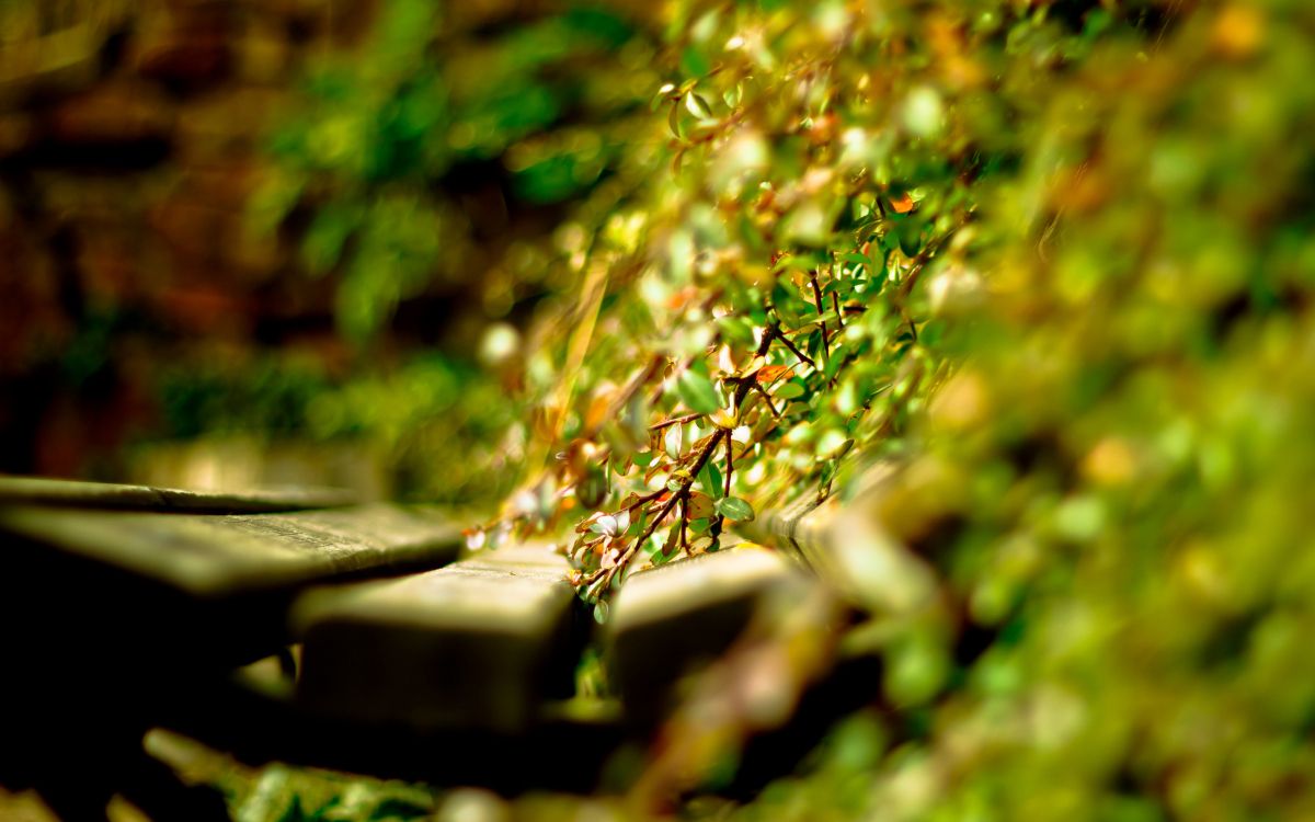 water, plant, liquid, branch, flower