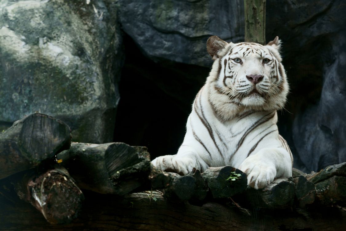 Tigre Blanco Sobre Roca Negra. Wallpaper in 3000x2000 Resolution