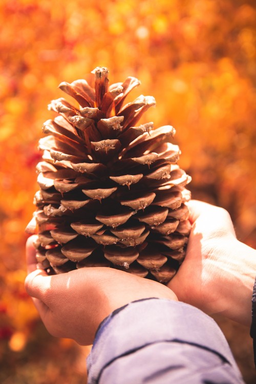 Image person holding brown pine cone