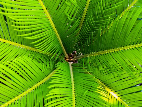 Image brown spider on green leaf