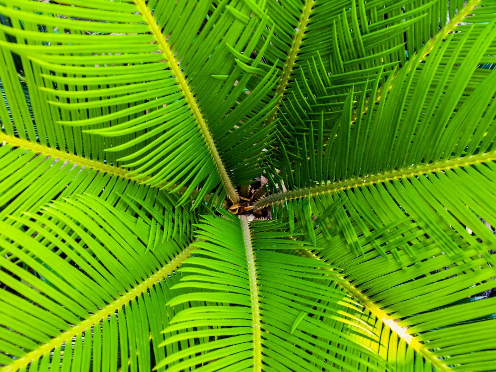 brown spider on green leaf