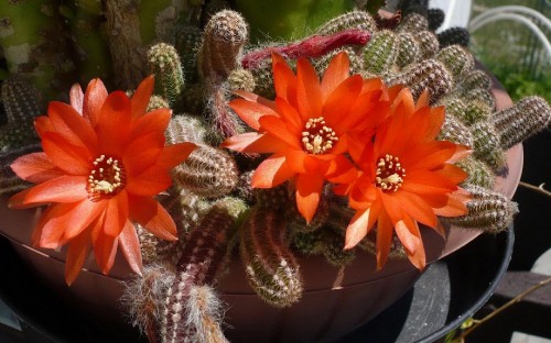 Image red and green cactus plant