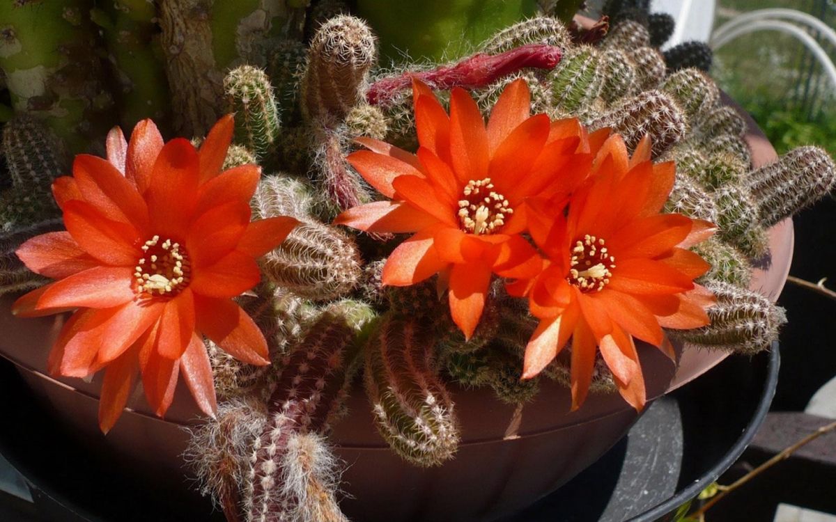 red and green cactus plant