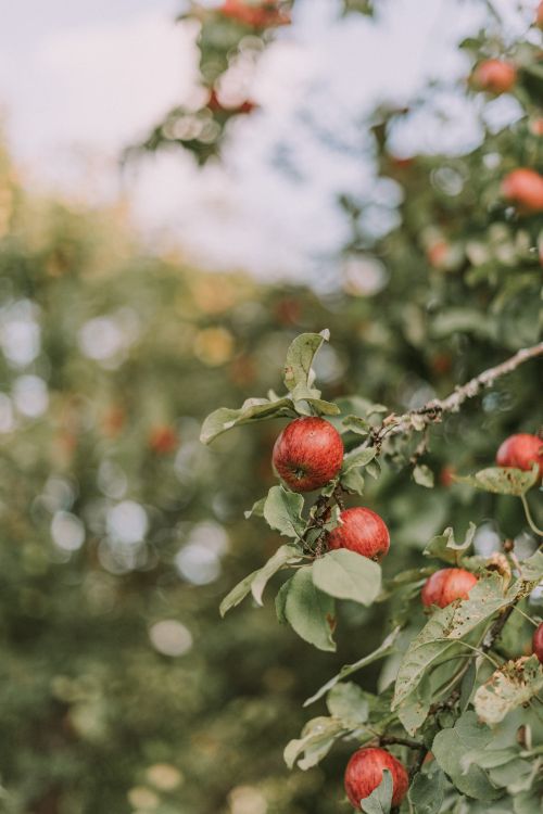 red round fruit in tilt shift lens