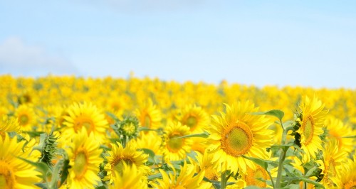 Image yellow sunflower field under blue sky during daytime