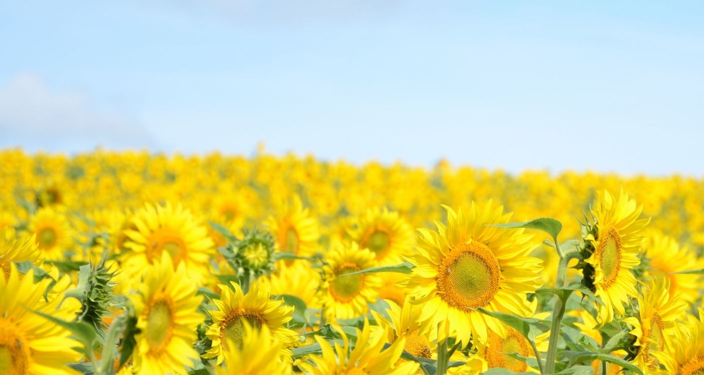 yellow sunflower field under blue sky during daytime