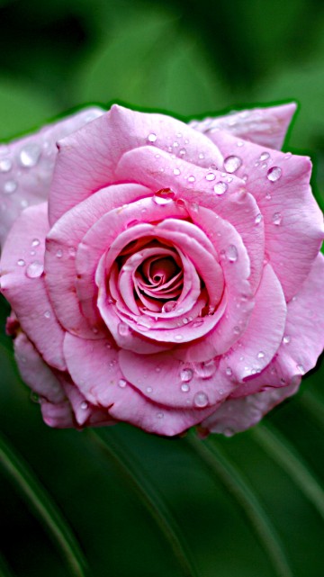 Image pink rose in bloom during daytime