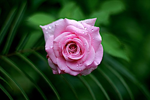 Image pink rose in bloom during daytime