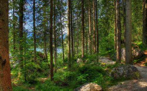 Image green trees on forest during daytime