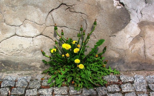 Image yellow flowers with green leaves