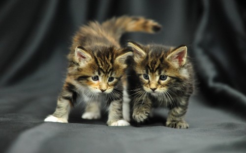 Image brown and black tabby kitten