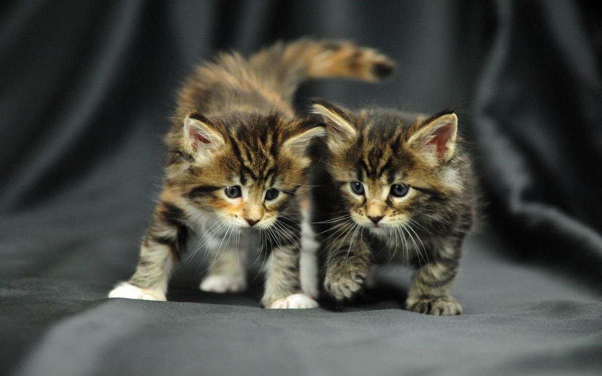 brown and black tabby kitten