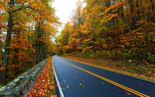 Image black asphalt road between trees during daytime