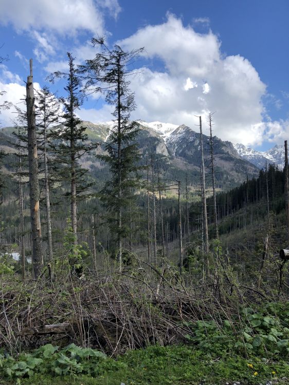 Desierto, Las Coníferas, la Vegetación, Entorno Natural, Las Formaciones Montañosas. Wallpaper in 1536x2048 Resolution