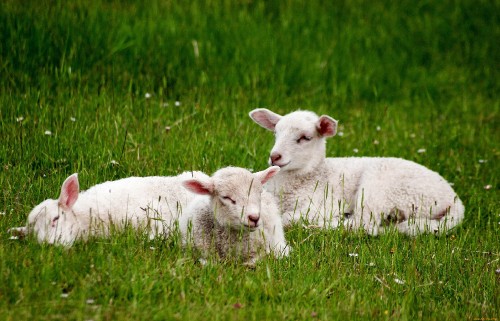 Image white sheep on green grass field during daytime