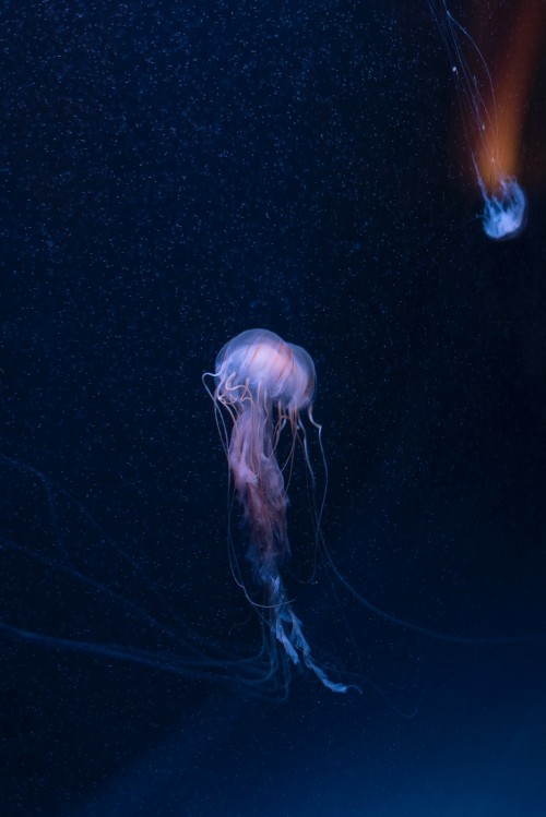 Image white jellyfish on blue textile