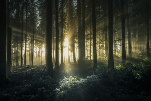 Image green trees on forest during daytime