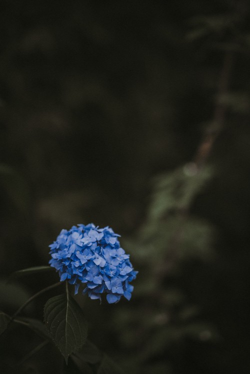 Image blue flower on brown tree branch