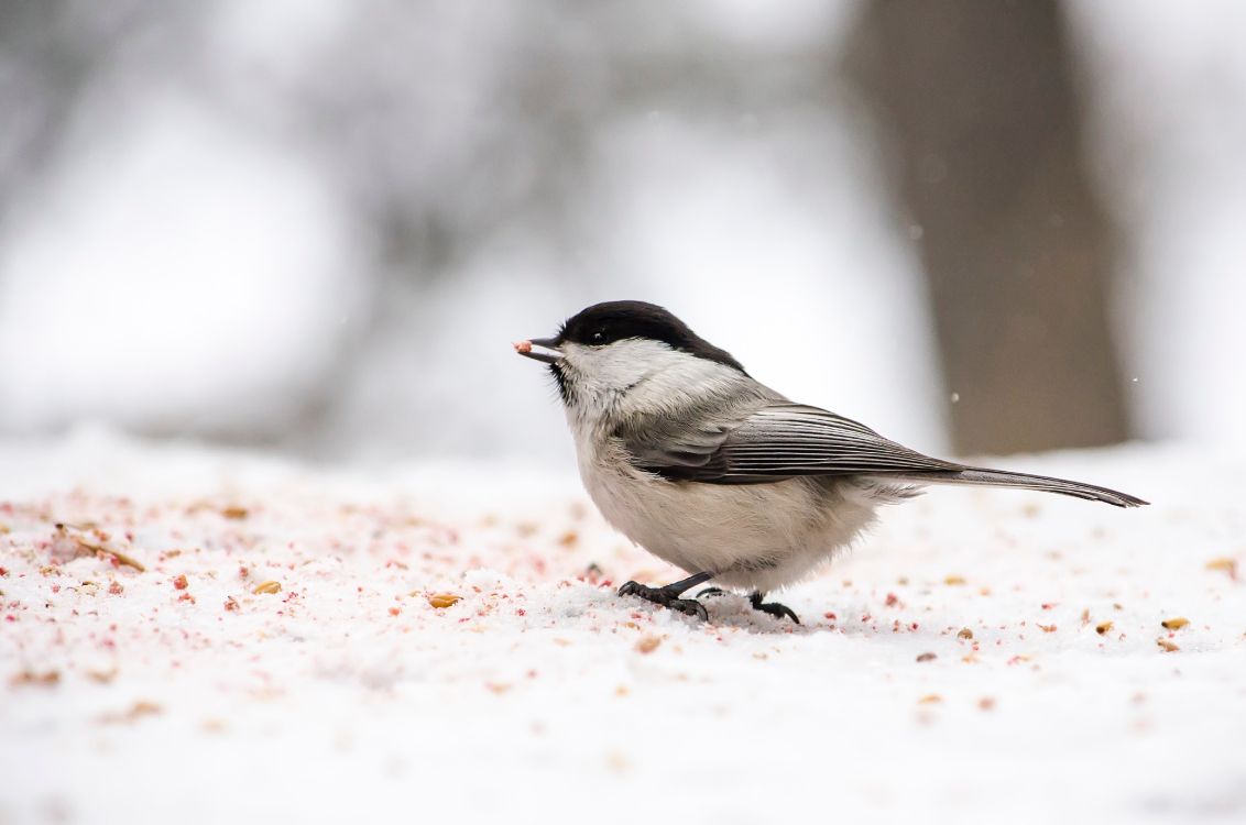 Oiseau Noir et Blanc Sur Une Clôture en Bois Marron. Wallpaper in 4343x2877 Resolution