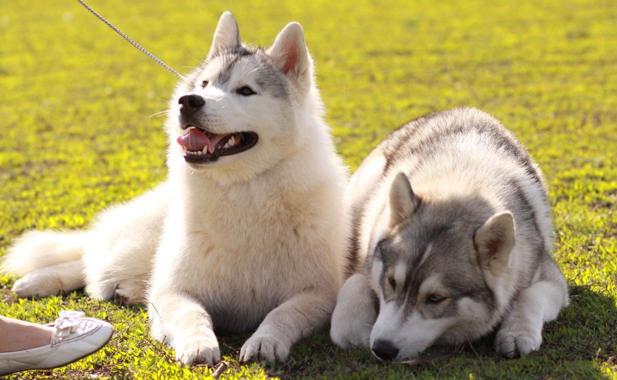 White and Black Siberian Husky Puppy on Green Grass Field During Daytime. Wallpaper in 2138x1317 Resolution