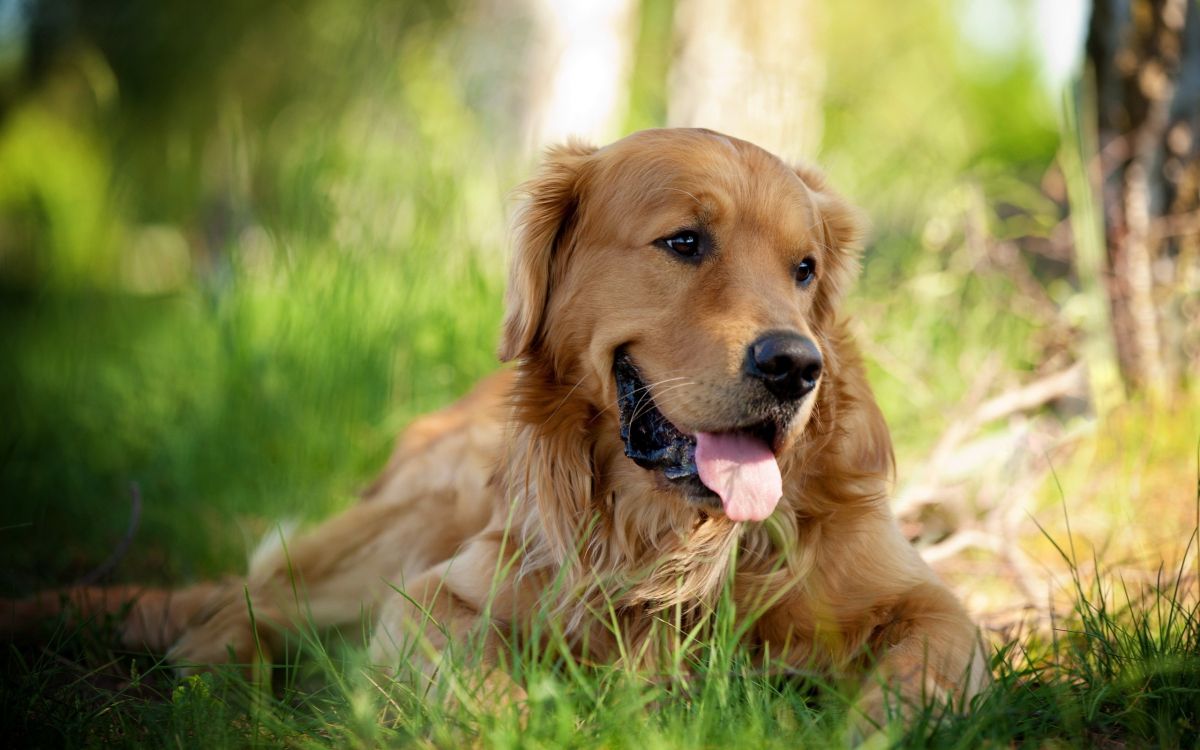 golden retriever lying on green grass field during daytime