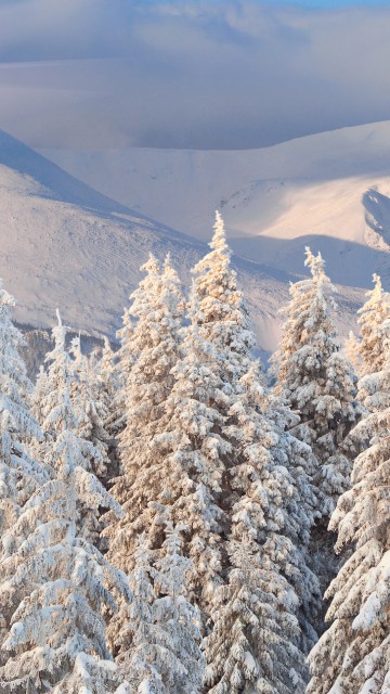 Image brown trees on snow covered ground during daytime