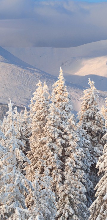 Image brown trees on snow covered ground during daytime