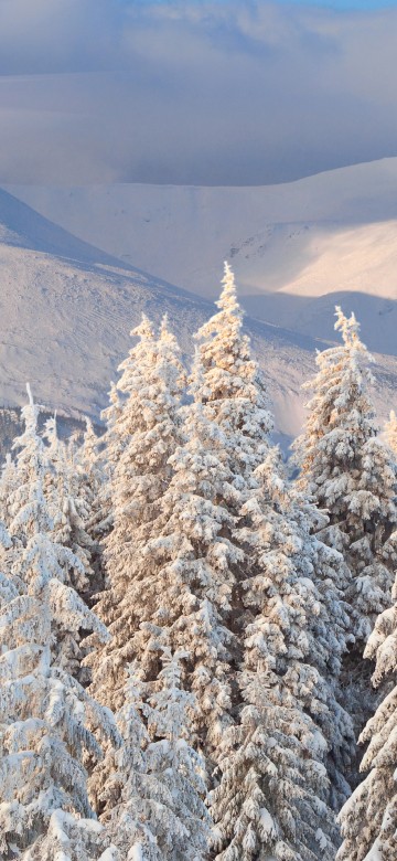 Image brown trees on snow covered ground during daytime