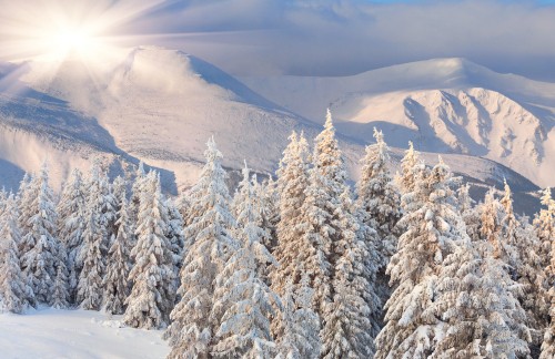 Image brown trees on snow covered ground during daytime