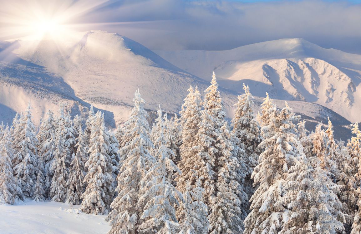 Brown Trees on Snow Covered Ground During Daytime. Wallpaper in 6882x4471 Resolution