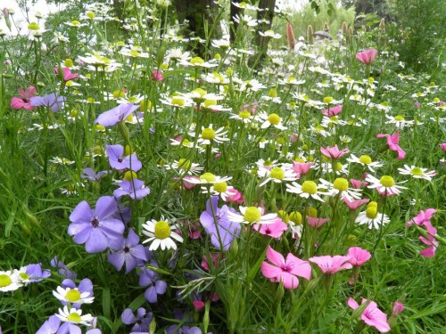 Image pink and white flowers during daytime