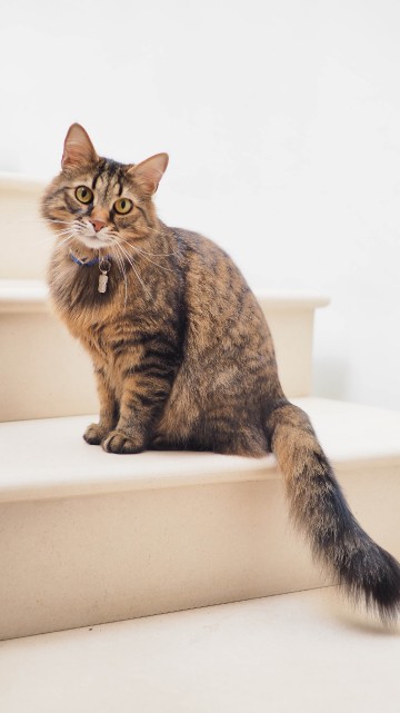 Image cat, munchkin cat, norwegian forest cat, havana brown, tabby cat