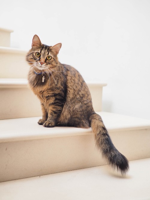 Image cat, munchkin cat, norwegian forest cat, havana brown, tabby cat