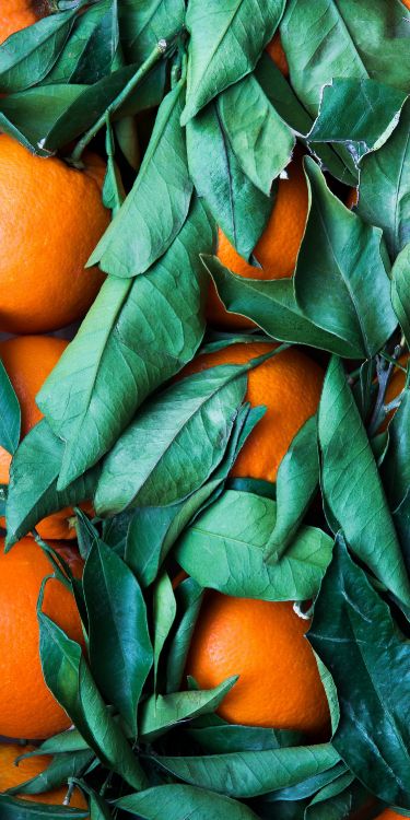 Combinación de Colores Naranja y Verde, Verde, de Colores, el Esquema de Color, Naranja. Wallpaper in 1500x3000 Resolution