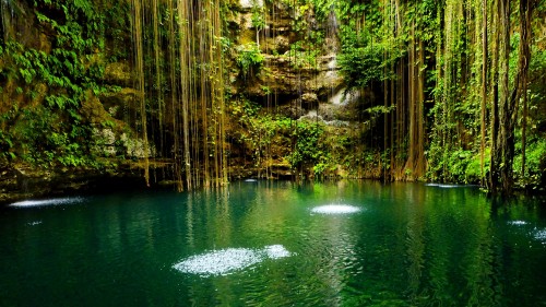 Image green body of water between brown trees during daytime