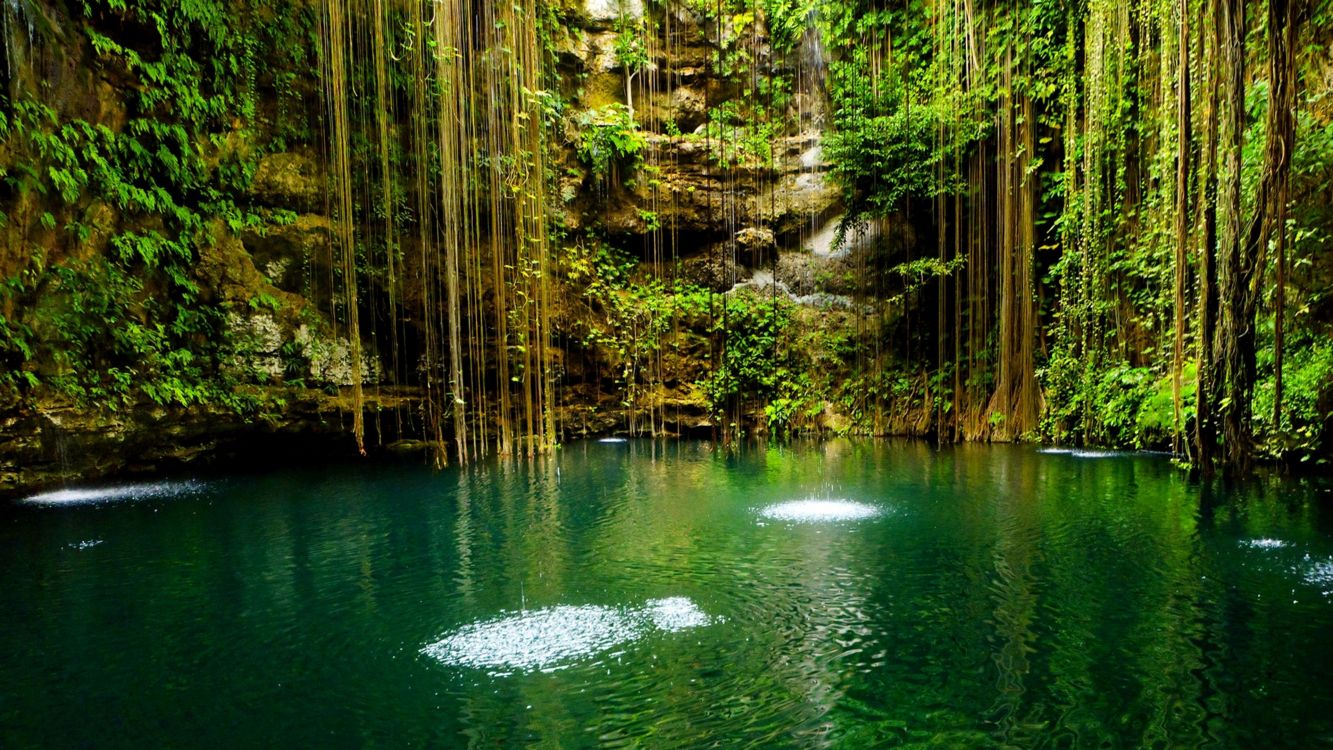 green body of water between brown trees during daytime