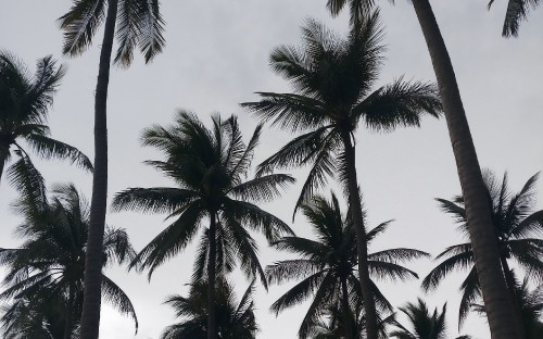 Image green palm tree under white sky