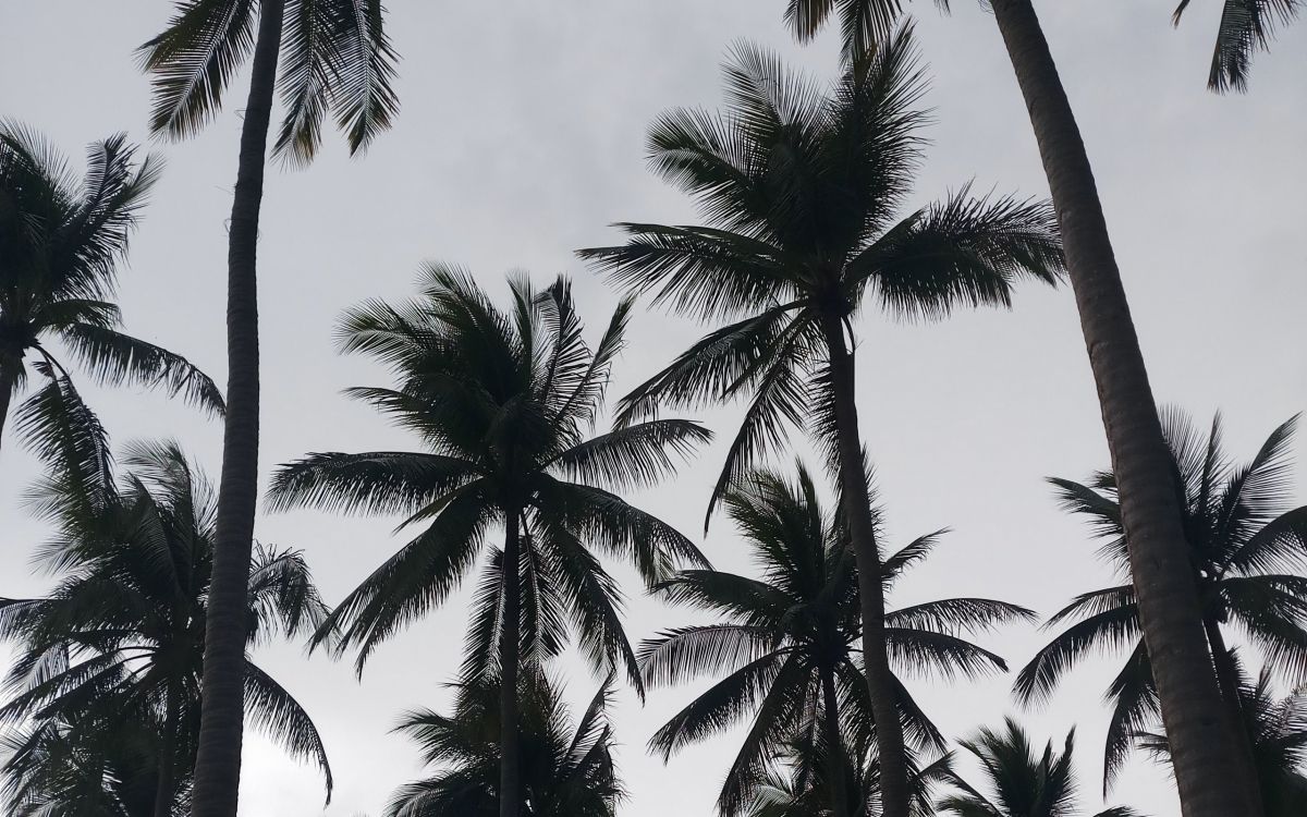 green palm tree under white sky