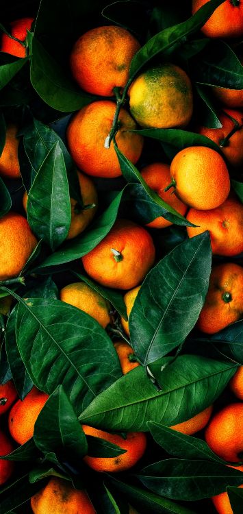 Valencia Orange, Mandarin Orange, Clementine, Lemon, Lime. Wallpaper in 1421x3000 Resolution