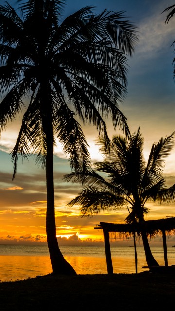Image silhouette of palm trees on beach during sunset