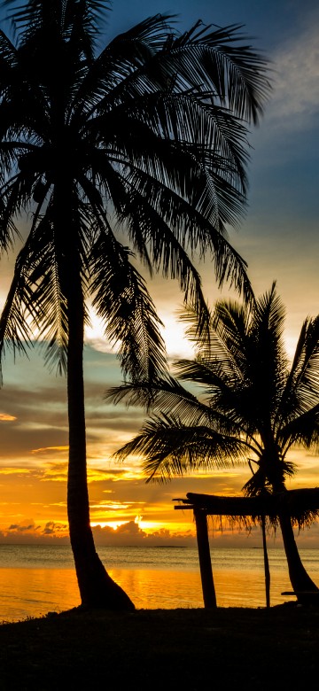 Image silhouette of palm trees on beach during sunset