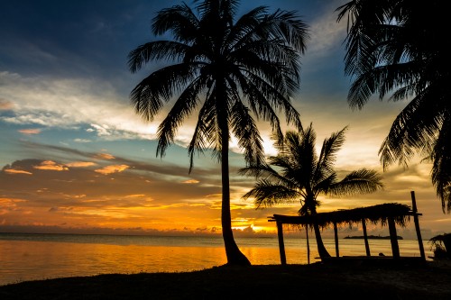 Image silhouette of palm trees on beach during sunset