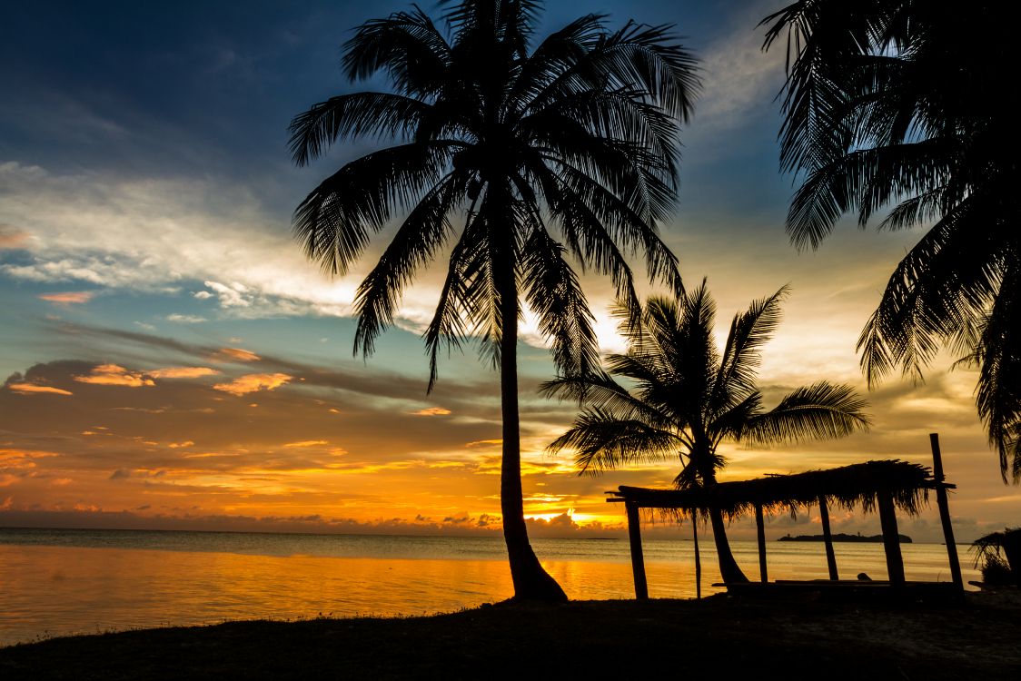 silhouette of palm trees on beach during sunset